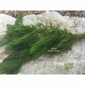 Hornwort (Ceratophyllum Demersum), <br> Best Oxygenating Pond Plant by a mile! <br> Starves algae and protects fish - pondmegastore