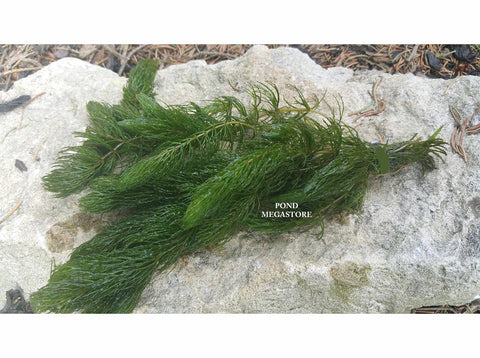 Hornwort (Ceratophyllum Demersum),  Best Oxygenating Pond Plant by a mile!  Starves algae and protects fish - pondmegastore