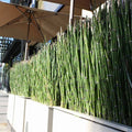 Horsetail Rush (Equisetum Hymale) - Customer Favorite! - pondmegastore