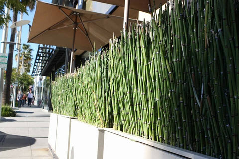 Horsetail Rush (Equisetum Hymale) - Customer Favorite! - pondmegastore