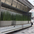 Horsetail Rush (Equisetum Hymale) - Customer Favorite! - pondmegastore