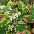 Chameleon Plants<br> (Houttuynia Cordata Variegata) <br> - pondmegastore