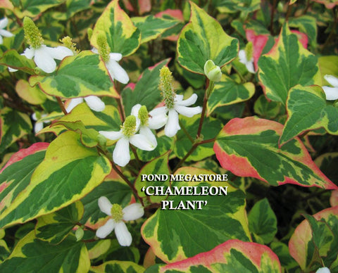 Chameleon Plants (Houttuynia Cordata Variegata)  - pondmegastore