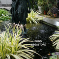Variegated Spider Lily <br> Ships May - September - pondmegastore