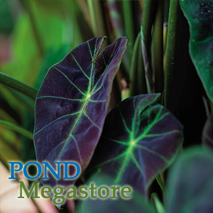 Imperial Taro  (Colocasia Antiquorum Illustris)  - pondmegastore