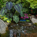 Imperial Taro <br> (Colocasia Antiquorum Illustris) <br> - pondmegastore