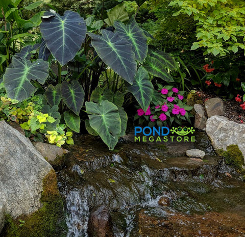Imperial Taro  (Colocasia Antiquorum Illustris)  - pondmegastore