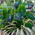 Imperial Taro <br> (Colocasia Antiquorum Illustris) <br> - pondmegastore