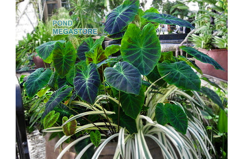 Imperial Taro  (Colocasia Antiquorum Illustris)  - pondmegastore