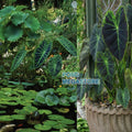 Imperial Taro <br> (Colocasia Antiquorum Illustris) <br> - pondmegastore