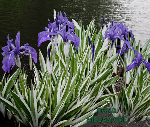 Iris Laevigata Variegata  Our Favorite Variegated Iris  Winter Hardy to zone 4b! - pondmegastore