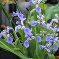 Blue Flag Iris <br> Native Pond Plant <br> - pondmegastore