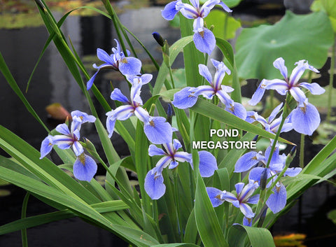 Blue Flag Iris  Native Pond Plant  - pondmegastore