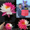 Jakkaphong Waterlily (Exclusive) <br> Medium Hardy Water Lily <br> - pondmegastore