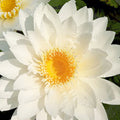 Janice Wood Waterlily <br> Medium-Large, Day Bloomer - pondmegastore