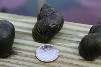 Trapdoor Pond Snails  (Bulk Quantity) From the fishery  Ships all year - pondmegastore