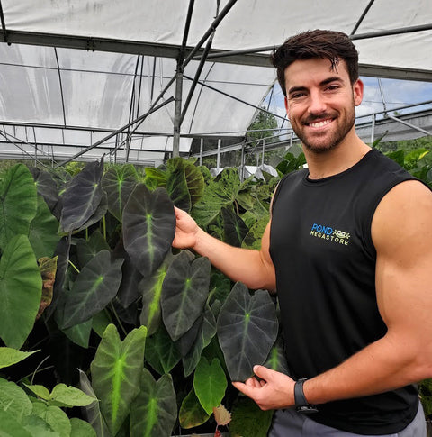 Imperial Taro  (Colocasia Antiquorum Illustris)  - pondmegastore