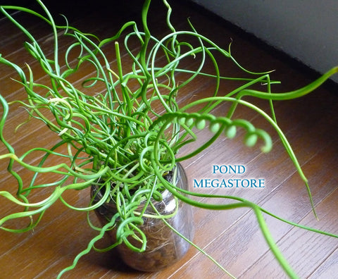 Curly Wurly Corkscrew Rush  (Juncus Effuses Spiralis) - pondmegastore