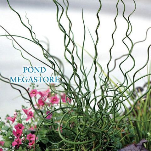 Curly Wurly Corkscrew Rush  (Juncus Effuses Spiralis) - pondmegastore