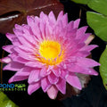 L'Amore Waterlily  <br>   (Tropical Day Blooming Waterlily) <BR> Ships Spring 2020 ! - pondmegastore