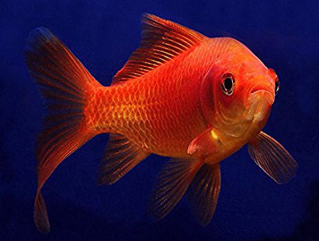 Common Goldfish (5 inch)  (Carassius Auratus) - pondmegastore