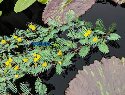 Botswana Wonder (Aeschynomene Fluitans)  Our Favorite Floating Plant ! - pondmegastore