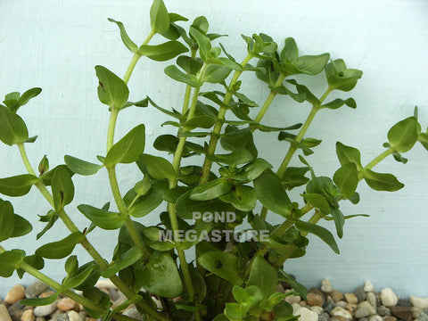 Lemon Bacopa (Bacopa Caroliniana)  Sold by the bunch 5-7 stems each  Grows submerged or emerging/shallow - pondmegastore