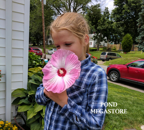 Luna Pink Swirl Hibiscus (Moscheutos)  WINTER HARDY  - pondmegastore