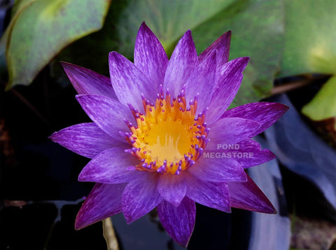 Lindsey Woods Water Lily  Day blooming  Medium-Large Water Lily   Ships Spring 2020 ! - pondmegastore