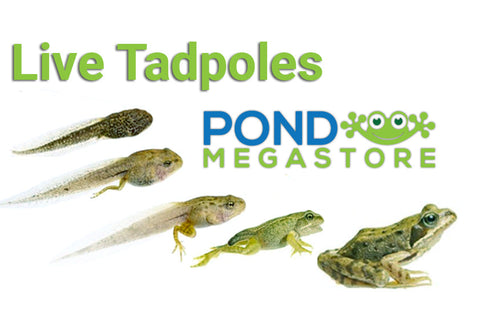 Live Frog Tadpoles for sale  Ships Spring 2023!