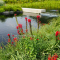 Red Cardinal Flower (Lobelia cardinalis) <br> - pondmegastore
