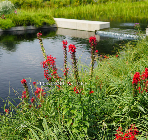 Red Cardinal Flower (Lobelia cardinalis)  - pondmegastore