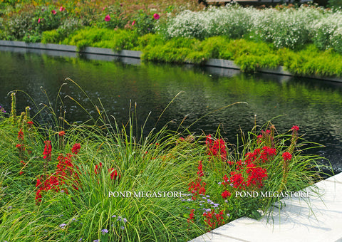 Red Cardinal Flower (Lobelia cardinalis)  - pondmegastore