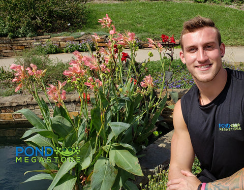 Longwood Canna (Canna Erebus)  Blooms until frost!  - pondmegastore