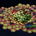 Mosaic Plant (Ludwigia sedioides) <br> Potted Plants <Br> Very Warm weather required! - pondmegastore