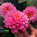 Malikan - Top 20 Water Lily!<br> Medium size <br> Available July 2020! - pondmegastore