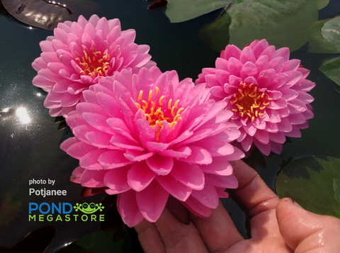 Malikan - Top 20 Water Lily! Medium size  Available July 2020! - pondmegastore