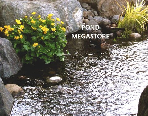 Marsh Marigold (Caltha Palustris)  1st to bloom in spring! Weeks of flowers! - pondmegastore