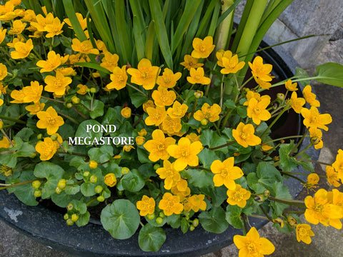 Marsh Marigold (Caltha Palustris)  1st to bloom in spring! Weeks of flowers! - pondmegastore