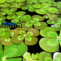Four Leaf Clover <br> (Marsilea Mutica) <br> Live Plants! - pondmegastore