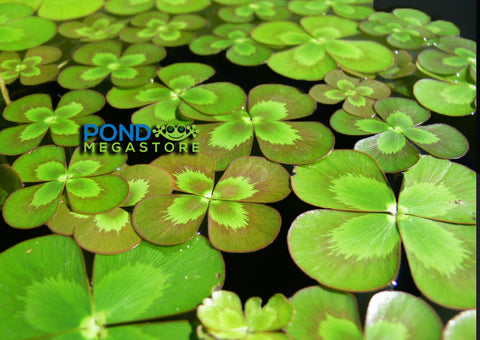 Four Leaf Clover  (Marsilea Mutica)  Live Plants! - pondmegastore