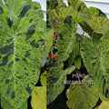 Mojito Taro (Colocasia) <br> Live plants, not bulbs <br> - pondmegastore