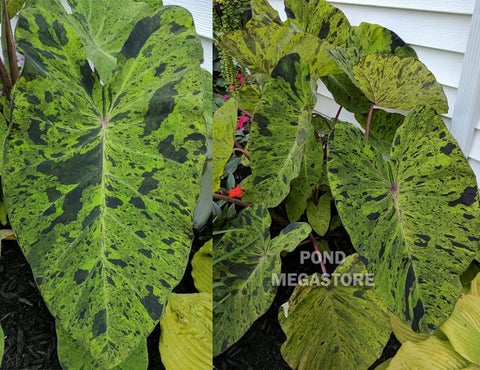 Mojito Taro (Colocasia)  Live plants, not bulbs  - pondmegastore