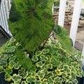 Mojito Taro (Colocasia) <br> Live plants, not bulbs <br> - pondmegastore