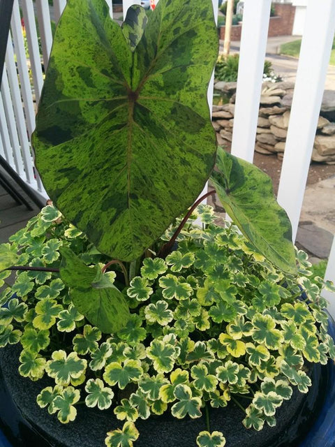 Mojito Taro (Colocasia)  Live plants, not bulbs  - pondmegastore