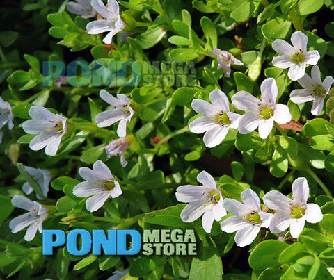 Moneywort (Bacopa Monnieri)  Sold by the bunch 5-7 stems  Grows submerged or emerging/shallow - pondmegastore