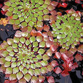 Mosaic Plant (Ludwigia sedioides) <br> Potted Plants <Br> Very Warm weather required! - pondmegastore