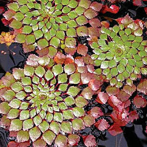 Mosaic Plant (Ludwigia sedioides)  Potted Plants  Very Warm weather required! - pondmegastore