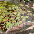 Mosaic Plant (Ludwigia sedioides) <br> Potted Plants <Br> Very Warm weather required! - pondmegastore