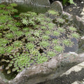 Mosaic Plant (Ludwigia sedioides) <br> Potted Plants <Br> Very Warm weather required! - pondmegastore